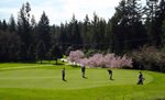 006 18th Green with Cherry Blossoms
